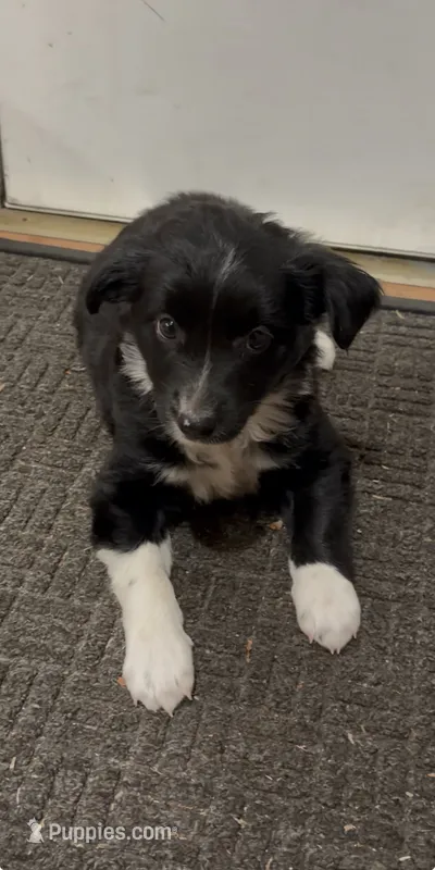 Tammy – Border Collie puppy for sale in East Rochester, NY