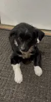 Tammy, a female Border Collie for sale in East Rochester, NY – 1 of 4