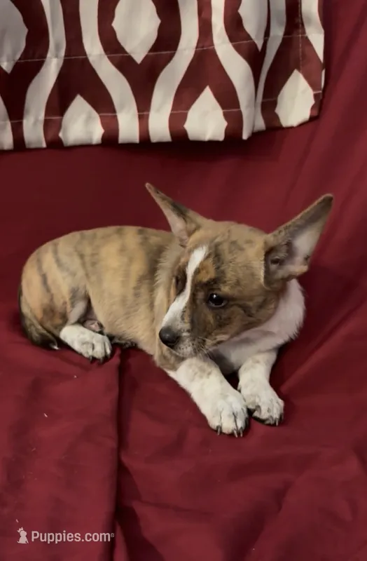 Casey – Rat Terrier, Pembroke Welsh Corgi puppy for sale in East Rochester, NY