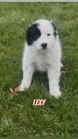 Lexy, a female Border Collie and Great Pyrenees for sale in East Rochester, NY – Photo 2 of 10