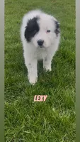 Lexy, a female Border Collie and Great Pyrenees for sale in East Rochester, NY – Photo 7 of 10