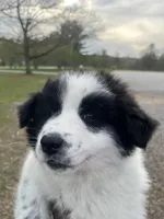 Lady, a female Border Collie and Great Pyrenees for sale in East Rochester, NY – Photo 4 of 5