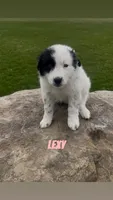Lexy, a female Border Collie and Great Pyrenees for sale in East Rochester, NY – Photo 10 of 10