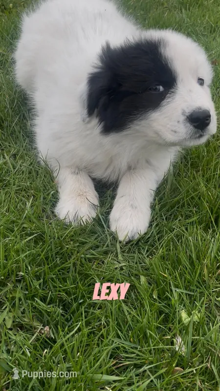 Lexy – Border Collie, Great Pyrenees puppy for sale in East Rochester, NY