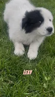 Lexy, a female Border Collie and Great Pyrenees for sale in East Rochester, NY – Photo 1 of 10