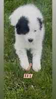 Lexy, a female Border Collie and Great Pyrenees for sale in East Rochester, NY – Photo 4 of 10