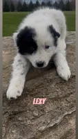 Lexy, a female Border Collie and Great Pyrenees for sale in East Rochester, NY – Photo 9 of 10