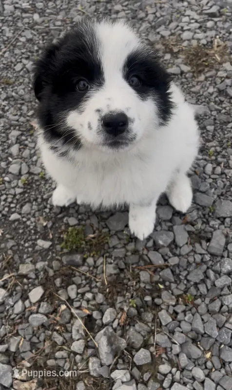 Lady – Border Collie, Great Pyrenees puppy for sale in East Rochester, NY