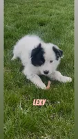 Lexy, a female Border Collie and Great Pyrenees for sale in East Rochester, NY – Photo 3 of 10