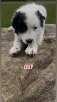 Lexy, a female Border Collie and Great Pyrenees for sale in East Rochester, NY – Photo 8 of 10