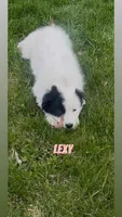 Lexy, a female Border Collie and Great Pyrenees for sale in East Rochester, NY – Photo 5 of 10