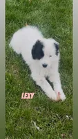 Lexy, a female Border Collie and Great Pyrenees for sale in East Rochester, NY – Photo 6 of 10