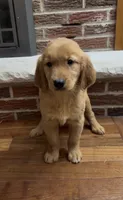 Raven , a female Golden Retriever for sale in East Rochester, NY – 3 of 5