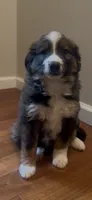 Gigi, a female Australian Cattle Dog and Australian Shepherd for sale in East Rochester, NY – 2 of 2