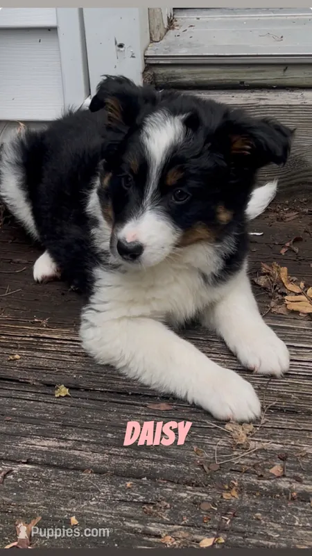 Daisy  – Australian Shepherd puppy for sale in East Rochester, NY
