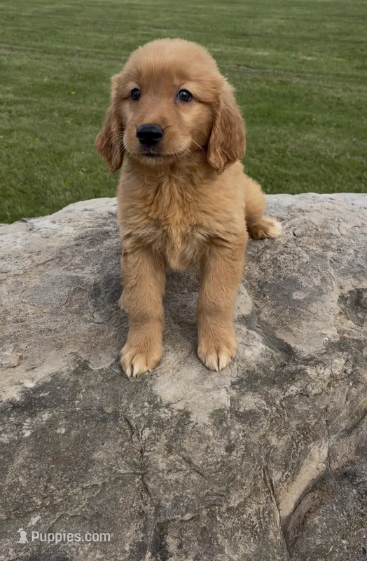 Rover  – Golden Retriever puppy for sale in East Rochester, NY