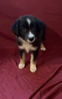 Kimmy, a female Australian Shepherd for sale in East Rochester, NY – 4 of 9