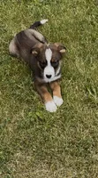 Greg , a male Australian Cattle Dog and Australian Shepherd for sale in East Rochester, NY – 6 of 9