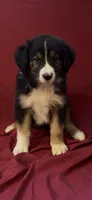 Bridges , a male Australian Shepherd for sale in East Rochester, NY – 4 of 4