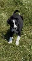 Donna , a female Border Collie for sale in East Rochester, NY – 2 of 6