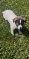 Bron , a male Norwegian Elkhound and Miniature Australian Shepherd for sale in East Rochester, NY – 5 of 6