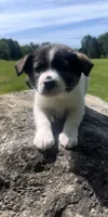 Bron , a male Norwegian Elkhound and Miniature Australian Shepherd for sale in East Rochester, NY – 2 of 6