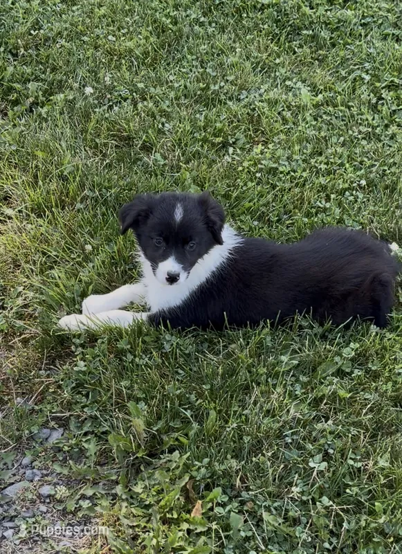 Kasey – Australian Shepherd puppy for sale in East Rochester, NY