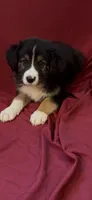 Bridges , a male Australian Shepherd for sale in East Rochester, NY – 2 of 4