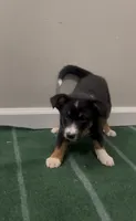 Dove, a female Australian Shepherd for sale in East Rochester, NY – 3 of 6