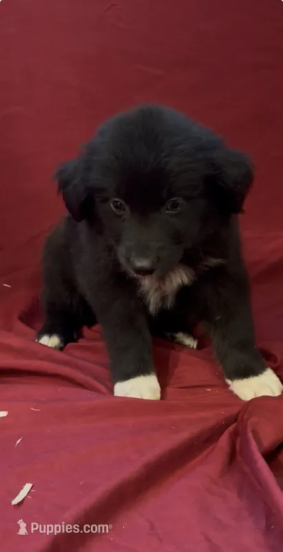 Blade  – Australian Shepherd puppy for sale in East Rochester, NY