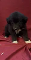 Blade , a male Australian Shepherd for sale in East Rochester, NY – 3 of 4