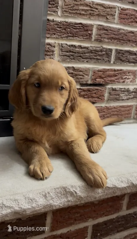 Rolly – Golden Retriever puppy for sale in East Rochester, NY