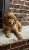 Rolly, a male Golden Retriever for sale in East Rochester, NY – 1 of 5