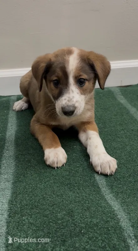 Daisy – Australian Shepherd, Border Collie puppy for sale in East Rochester, NY