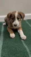 Daisy, a female Australian Shepherd and Border Collie for sale in East Rochester, NY – 1 of 6