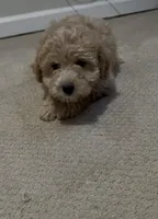 Brownie , a female Eskipoo for sale in Webster, NY – Photo 6 of 8