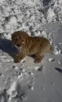 Brownie , a female Eskipoo for sale in Webster, NY – Photo 7 of 8