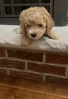 processed/fb6a6aec-295c-4675-aa9c-48a7581af69a/listing/70ec25e6-5d48-4620-9eb5-ae0fbd5dfb7d/bd45b00c-6732-491f-b828-975e5c5f9530