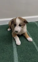 Bella , a female Australian Shepherd and Border Collie for sale in East Rochester, NY – 4 of 5