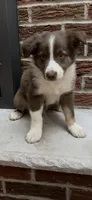 Ryan, a male Miniature Australian Shepherd for sale in East Rochester, NY – 10 of 10