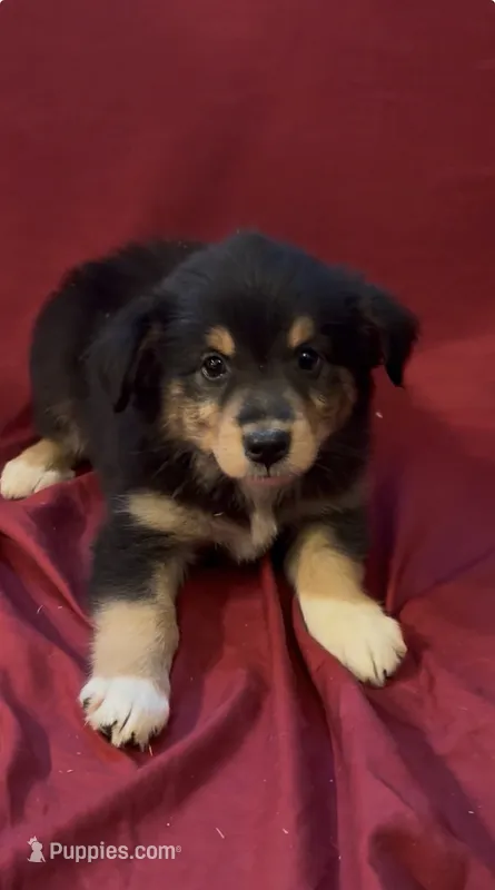 Brownie  – Australian Shepherd puppy for sale in East Rochester, NY