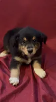 Brownie , a female Australian Shepherd for sale in East Rochester, NY – 1 of 4
