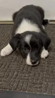 Lacy, a female Border Collie and Miniature American Shepherd for sale in East Rochester, NY – 4 of 8