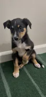 Tron, a male Australian Shepherd and Border Collie for sale in East Rochester, NY – 4 of 5