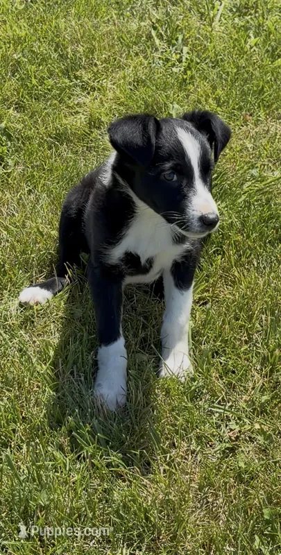Donna  – Border Collie puppy for sale in East Rochester, NY