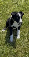 Donna , a female Border Collie for sale in East Rochester, NY – 1 of 6