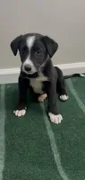 Tyler , a male Border Collie for sale in East Rochester, NY – 4 of 5