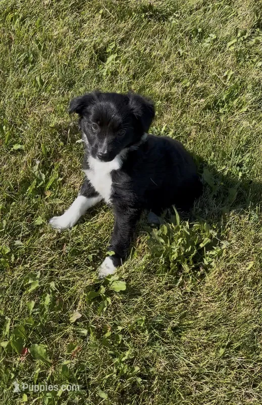 Daisy  – Border Collie, Miniature Australian Shepherd puppy for sale in East Rochester, NY