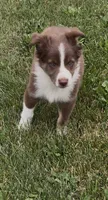 Ryan, a male Miniature Australian Shepherd for sale in East Rochester, NY – 4 of 10