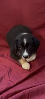 Kimmy, a female Australian Shepherd for sale in East Rochester, NY – 7 of 9